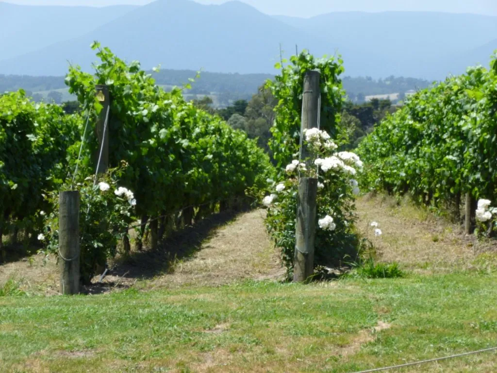 Vineyard