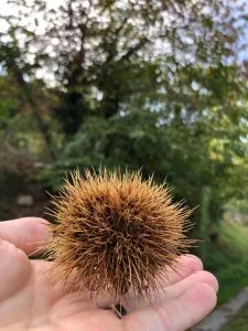 châtaigne ballade montagne noire