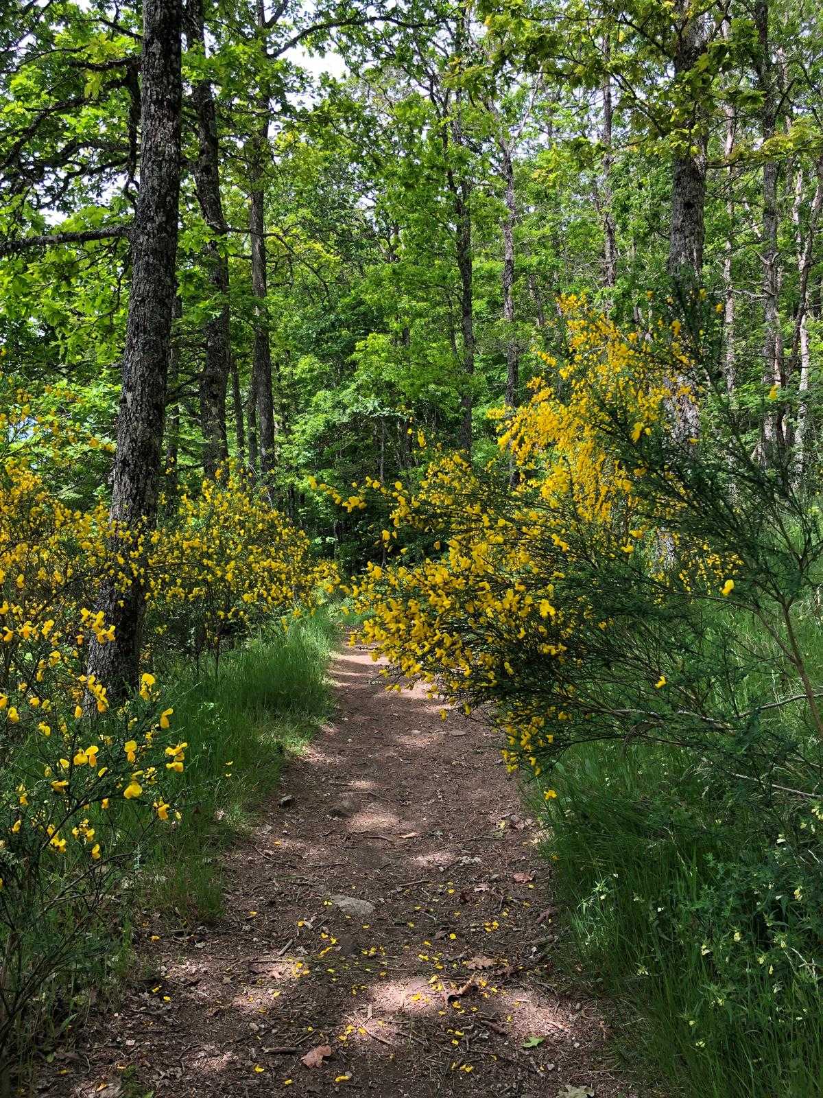 Montagne noire forest trail and flowers