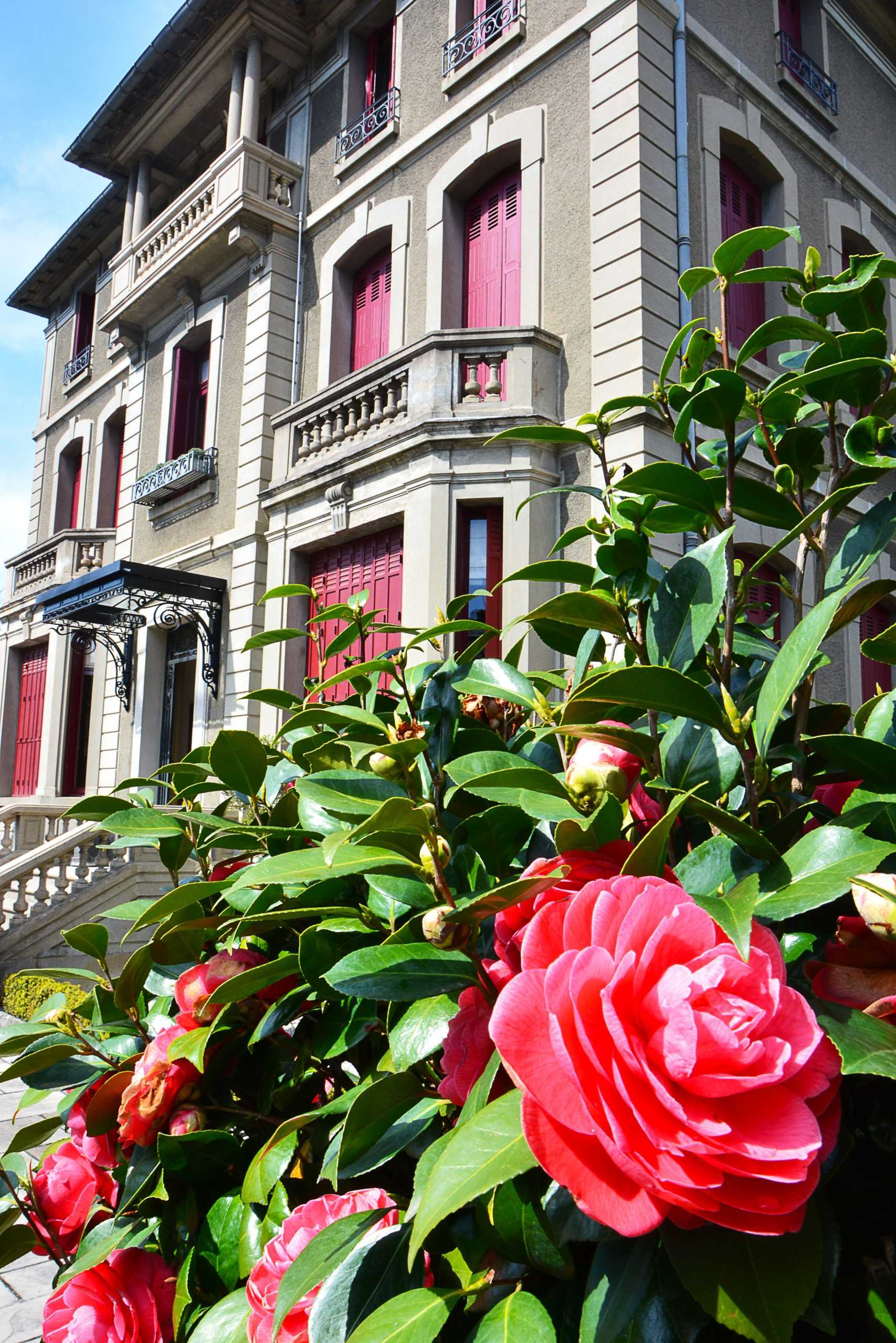 Camelia flowers in bloom in the garden of La Villa de Mazamet