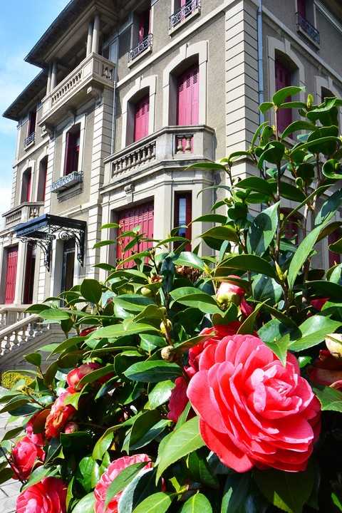 les camelias de la Villa de Mazamet